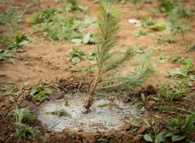 Курсанты Центра «ВОИН» приняли участие в акции «Сад памяти» в честь Дня Земли